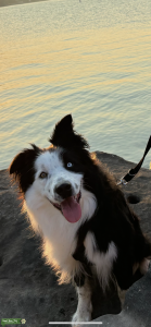 Pure Bred AKC registered Border Collie  Listing Image