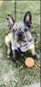 Merle Male Frenchie Listing Image