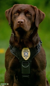 Working Chocolate K9 Therapy Dog Listing Image