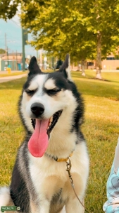 Meet Leo – A Sweet and Shy Siberian Husky Looking for Love! Listing Image