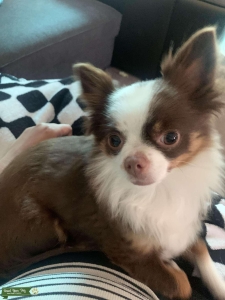 Long hair chihuahua Listing Image