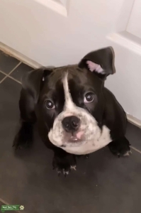 Micro bully  Listing Image