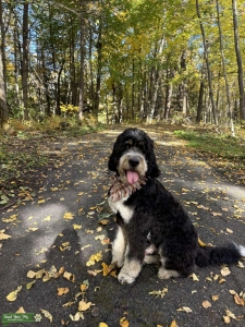 Bru the Bernedoodle Listing Image