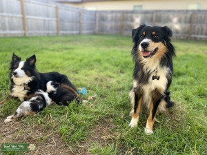 ASDR Blue Merle Miniature Australian Shepherd Stud Listing Image