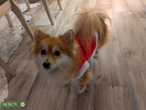 Pomeranian female Listing Image