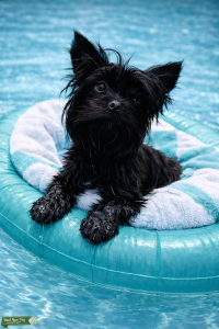 TINY KB BLACK YORKIE STUD Listing Image
