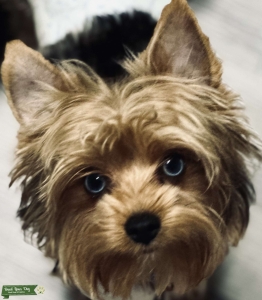 EXOTIC BLUE EYED BLUE MERLE TWEED YORKIE STUD Listing Image