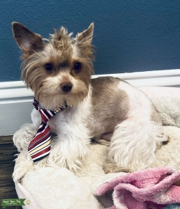 CHOCOLATE PARTI PIEBALD YORKIE STUD Listing Image