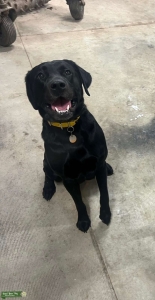 Black lab  Listing Image