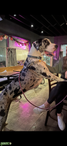 Best Dane ever  Listing Image