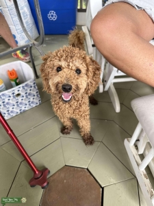 LOOKING TO BREED ASAP Listing Image