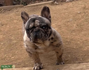 Open to fee or pup back Listing Image