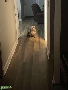 English bulldog stud Listing Image