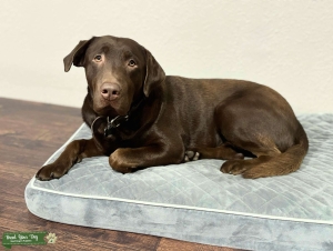 Chocolate Labrador Retriever Listing Image