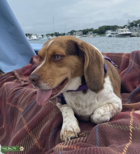 Beagle female looking for beagle stud Listing Image