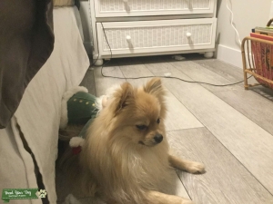 4 lb Pomeranian Listing Image