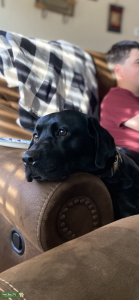 Black Labrador Listing Image