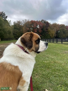Female saint bernard Listing Image