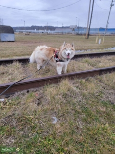 Red/white Siberian Husky  Listing Image