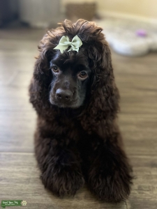 Cocker Spaniel Listing Image