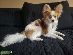 Brown/white Papillon Listing Image