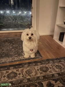 Cream Colored Havanese Listing Image