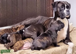 Reverse Brindle Boxer - in Season soon Listing Image