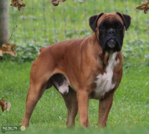 AKC Boxer Stud Service Available Listing Image