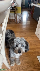 Merle Mini Aussiedoodle Listing Image