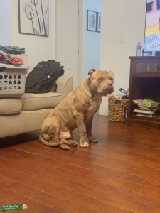 XL American Bully Listing Image