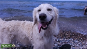  Female English Cream Golden Retriever Listing Image