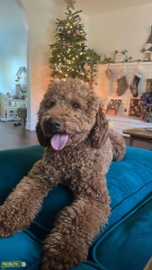 Mini Goldendoodle F1B Red Listing Image