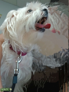 White with light brown spots Maltese Mix Listing Image