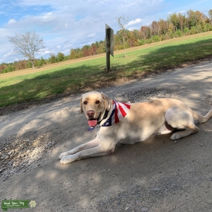 Champion pedigree Labrador stud Listing Image