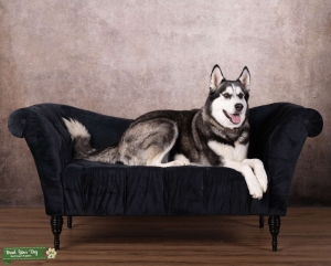 Black and White Husky Mix Listing Image