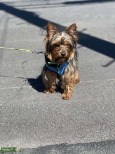 Yorkies Stud Listing Image