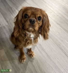 Small Cavalier King Charles Spaniel Listing Image