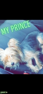 Prince looking 4 his Princess Listing Image