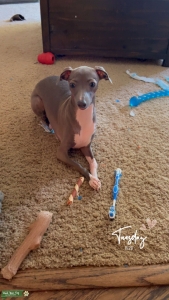 Italian Greyhound Listing Image