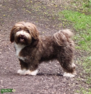 Chocolate Brown Havanese Listing Image