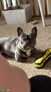french bulldog Listing Image