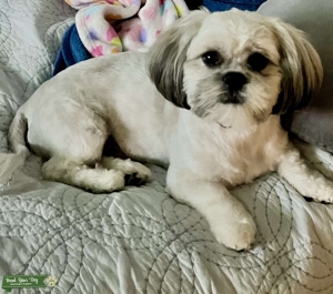 Teddy Bear  Listing Image