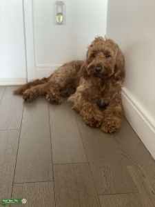 Red F1 Mini Goldendoodle  Listing Image