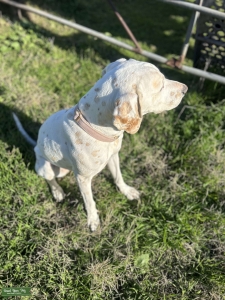 Lemon Dalmation Listing Image