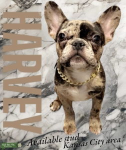 Brown Merle Frenchie  Listing Image