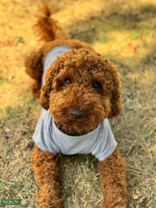 GOLDENDOODLE Listing Image