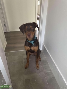 Handsome Viszla kelpie seeking Viszla  Listing Image