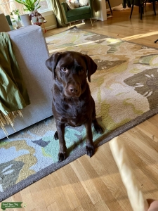 AKC Chocolate Labrador looking for stud Listing Image