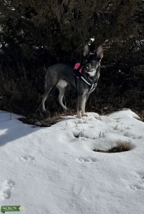 Looking for Red Merle Male standing/Pointed Ears Listing Image