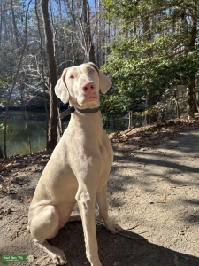 Snow In Heat Now need euro Stud for Puppy Back Listing Image